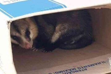 Após aranhas gigantes, gambás aparecem em prédio no Buritis, em BH