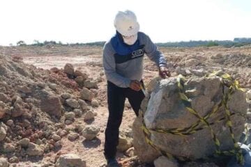 Fósseis de dinossauros são encontrados em empresa de mineração