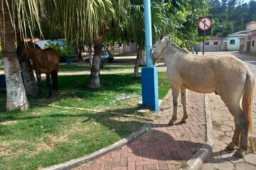 Ladrão de cavalos é preso em cidade mineira