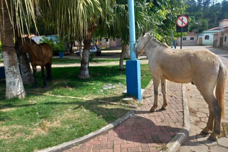 Ladrão de cavalos é preso em cidade mineira