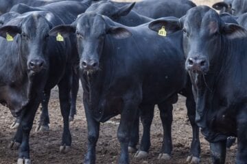 Abate de bovinos cai 10,3% no primeiro trimestre do ano