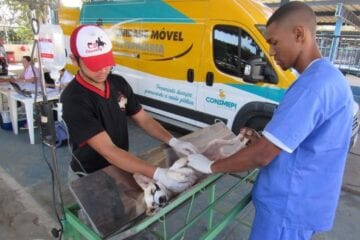 Itabira abre cadastro para castração de cães e gatos; veja como participar