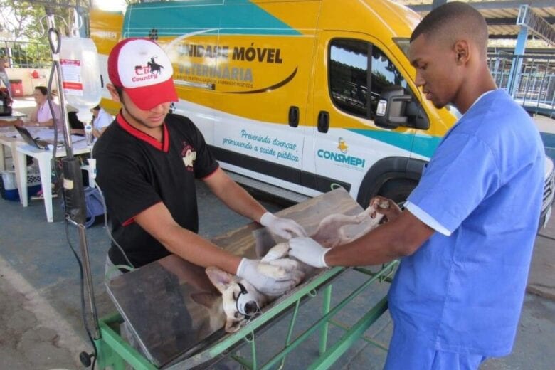 Itabira abre cadastro para castração de cães e gatos; veja como participar