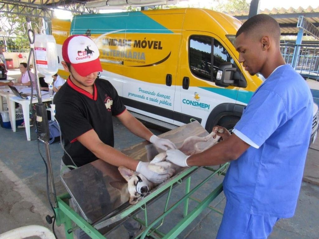 Itabira abre cadastro para castração de cães e gatos; veja como participar