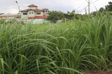 Prefeitura de Monlevade faz mapeamento de lotes vagos para notificar donos para limpeza