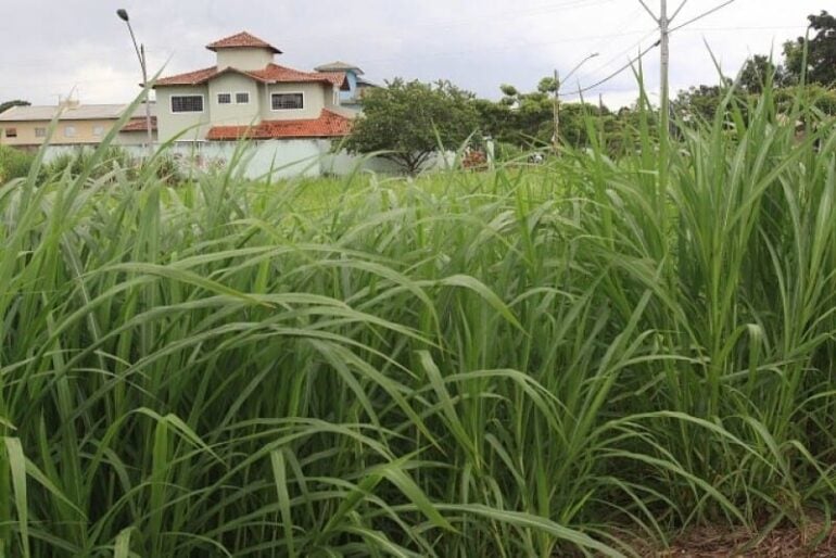 Prefeitura de Monlevade faz mapeamento de lotes vagos para notificar donos para limpeza