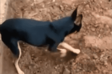 Que traíra! Pinscher mostra localização de drogas do seu dono a policiais; assista o vídeo