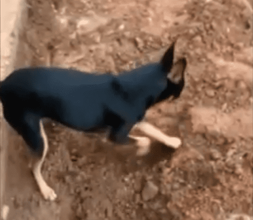 Que traíra! Pinscher mostra localização de drogas do seu dono a policiais; assista o vídeo
