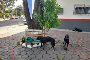 ‘Cantinho do dog’ ajuda animais de rua no bairro Campestre