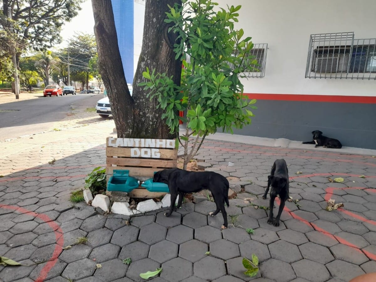 ‘Cantinho do dog’ ajuda animais de rua no bairro Campestre