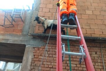 Cabrito é resgatado após ficar preso em beiral de laje