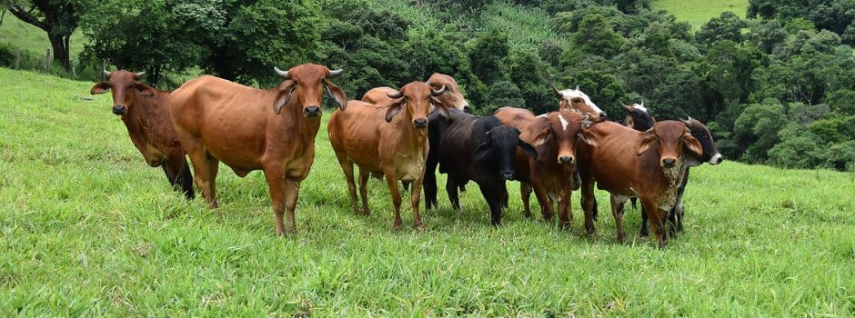 Vacinação contra a febre aftosa em Minas termina no dia 31 de maio