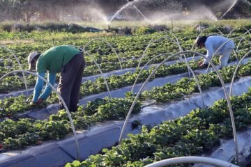 Plano Safra 2021/2022: agricultura familiar terá R$ 39,34 bilhões