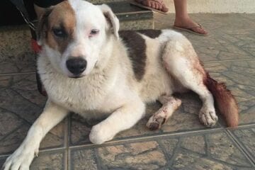 Irritado com latidos, homem tenta arrancar testículos de cachorro