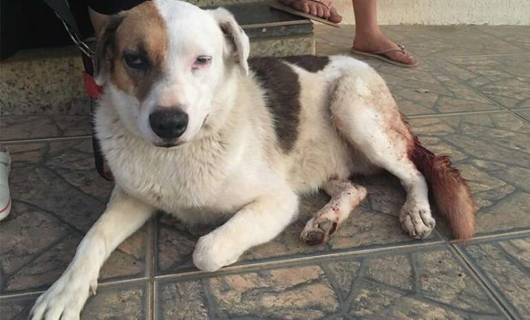 Irritado com latidos, homem tenta arrancar testículos de cachorro