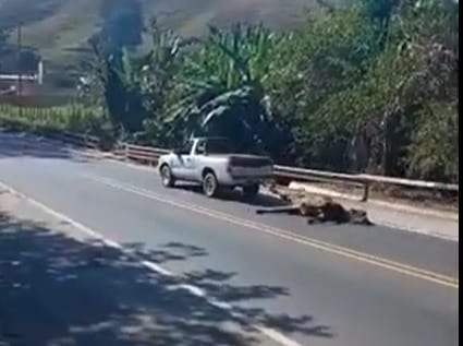 Motorista é flagrado arrastando boi furtado após acidente na BR-381