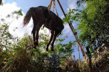 Cavalo é resgatado após cair em córrego de Conceição do Mato Dentro