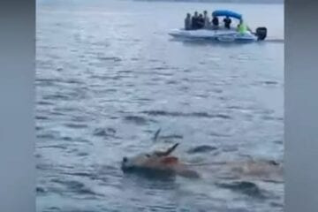 Boi é flagrado nadando no mar e polícia suspeita de fuga; veja o vídeo