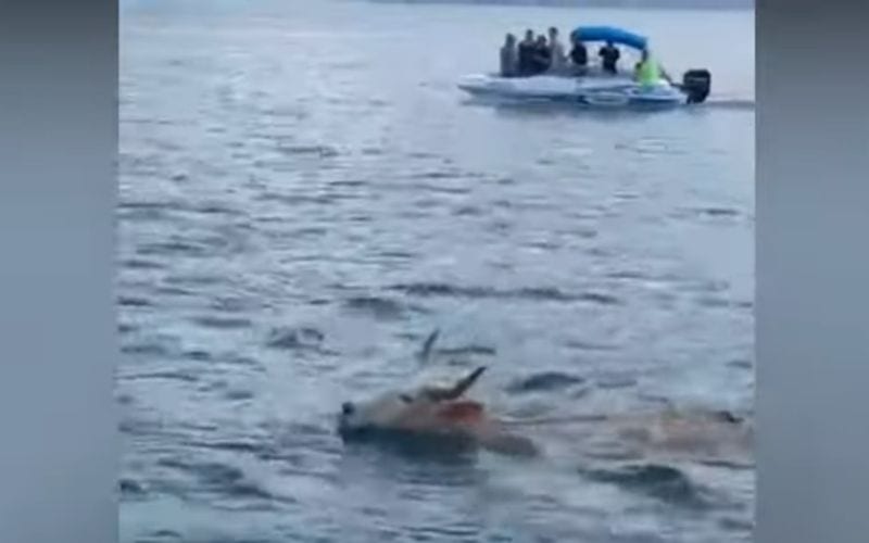Boi é flagrado nadando no mar e polícia suspeita de fuga; veja o vídeo