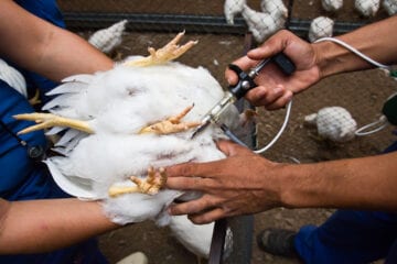 Primeiro caso de gripe aviária H10N3 em humano é confirmado na China