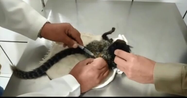 PM de Catas Altas resgata macaco que tomou choque em rede elétrica; veja o vídeo