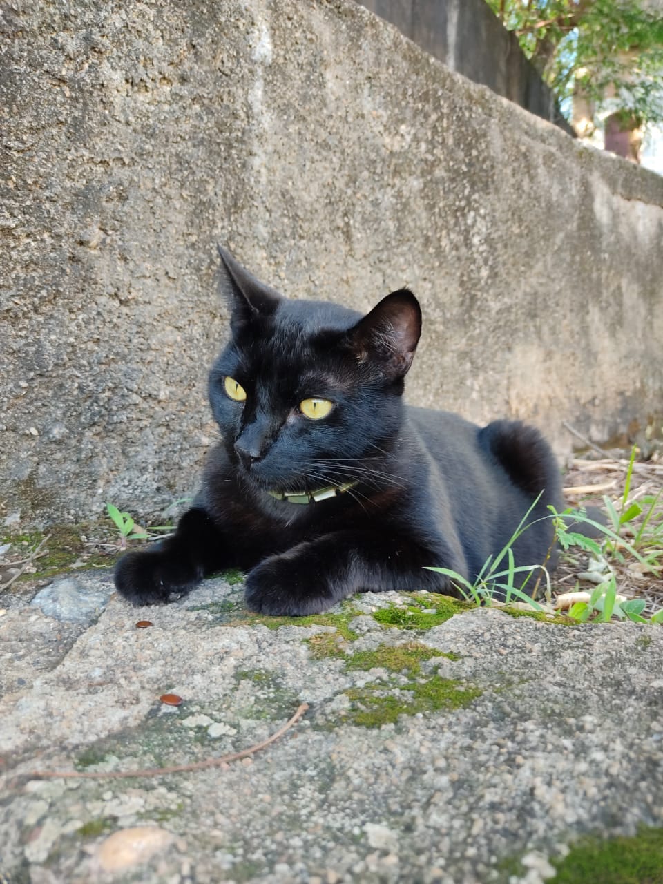 Itabirana procura gato que desapareceu no bairro Santo Antônio