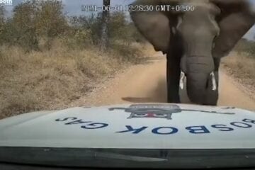 Elefante esmaga capô de picape em ataque impressionante; veja o vídeo
