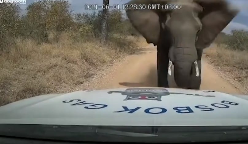 Elefante esmaga capô de picape em ataque impressionante; veja o vídeo
