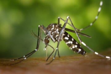 Entenda quais as principais diferenças entre Covid-19 e Dengue