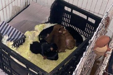 Polícia resgata 35 cães e mulher é presa por maus tratos