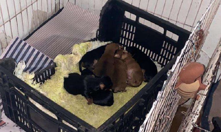 Polícia resgata 35 cães e mulher é presa por maus tratos