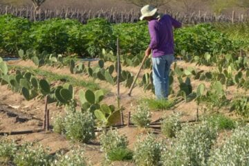 Itabira: 27ª Semana do Produtor Rural e 6º Dia da Comunidade Rural reforçam agronegócio