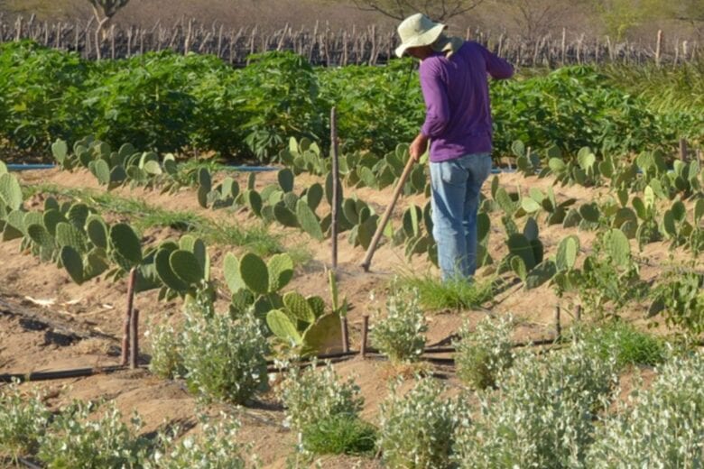 Itabira: 27ª Semana do Produtor Rural e 6º Dia da Comunidade Rural reforçam agronegócio