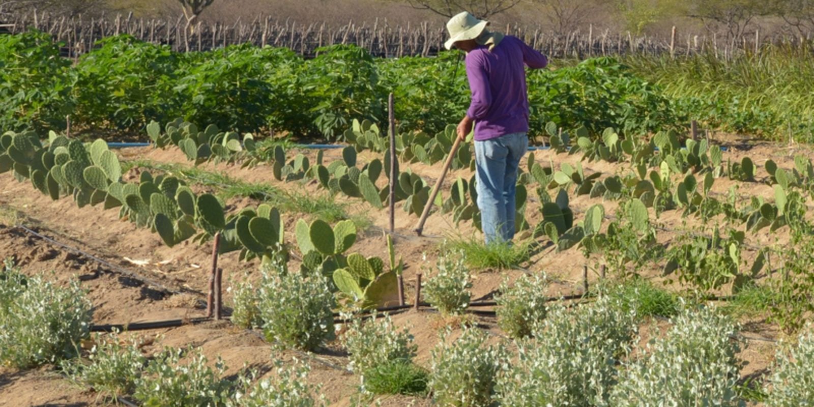 Itabira: 27ª Semana do Produtor Rural e 6º Dia da Comunidade Rural reforçam agronegócio