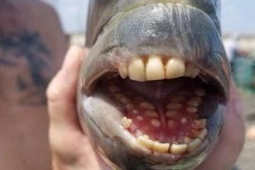 Peixe com dentes ‘humanos’ é capturado em pescaria