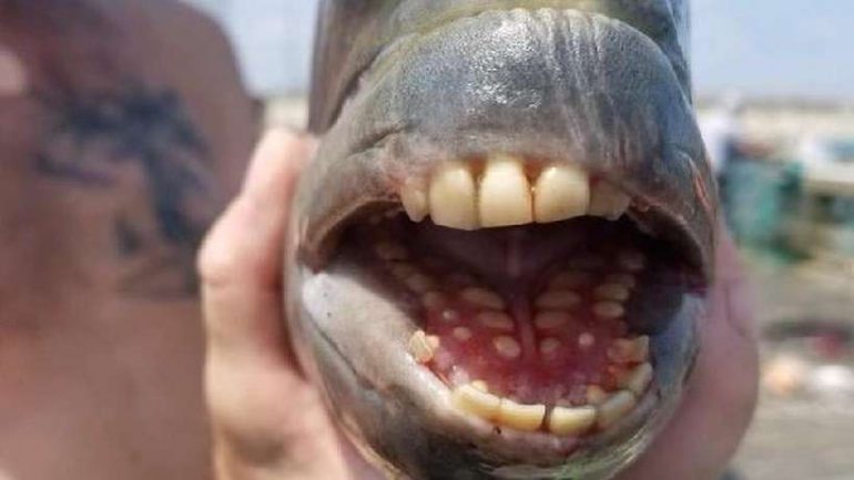 Peixe com dentes ‘humanos’ é capturado em pescaria