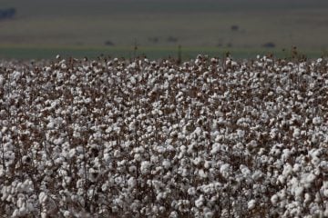 São Paulo lança programa AgroSP+Seguro e anuncia crédito para produtor