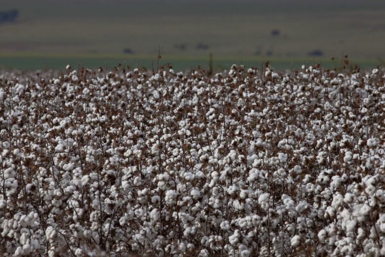 São Paulo lança programa AgroSP+Seguro e anuncia crédito para produtor
