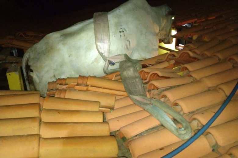 Vaca fica presa em telhado após deslizamento de terra