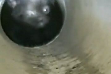 Bombeiros de Itabira utilizam áudio da internet para atrair gato e resgatá-lo