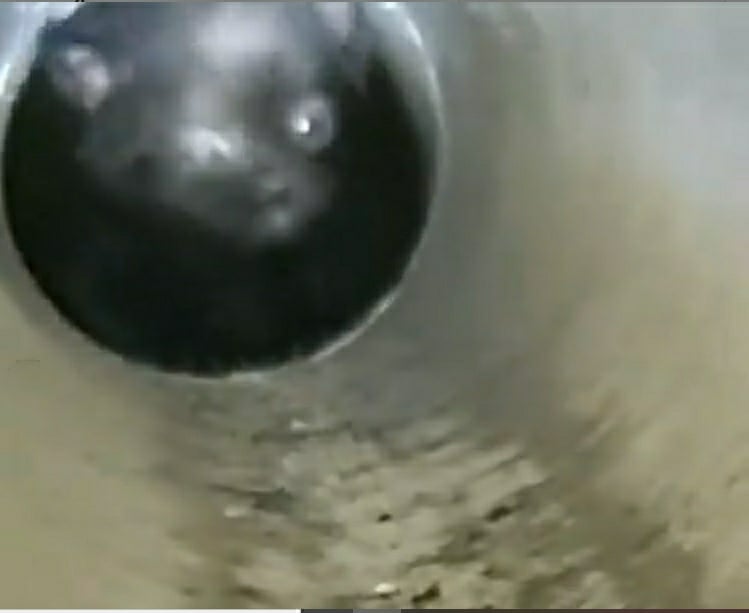 Bombeiros de Itabira utilizam áudio da internet para atrair gato e resgatá-lo
