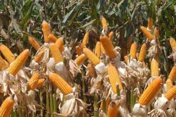 Governo autoriza Conab a comprar milho para pequenos produtores