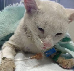 Polícia Civil prende homem suspeito de castrar gato por conta própria
