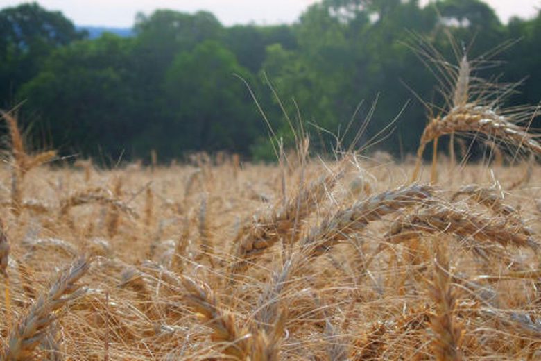 Fertilizante ecológico pode reduzir dependência de importação