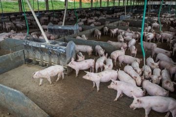 Brasil abate 13,04 milhões de cabeças de suínos no segundo trimestre