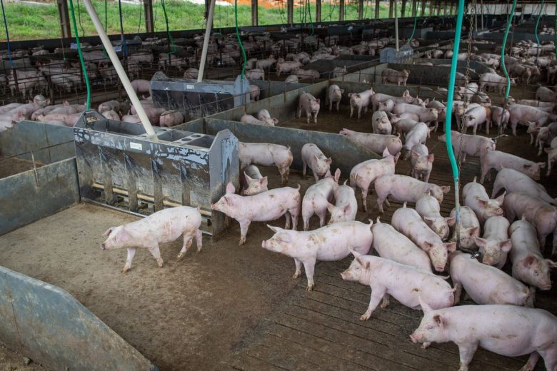 Brasil abate 13,04 milhões de cabeças de suínos no segundo trimestre