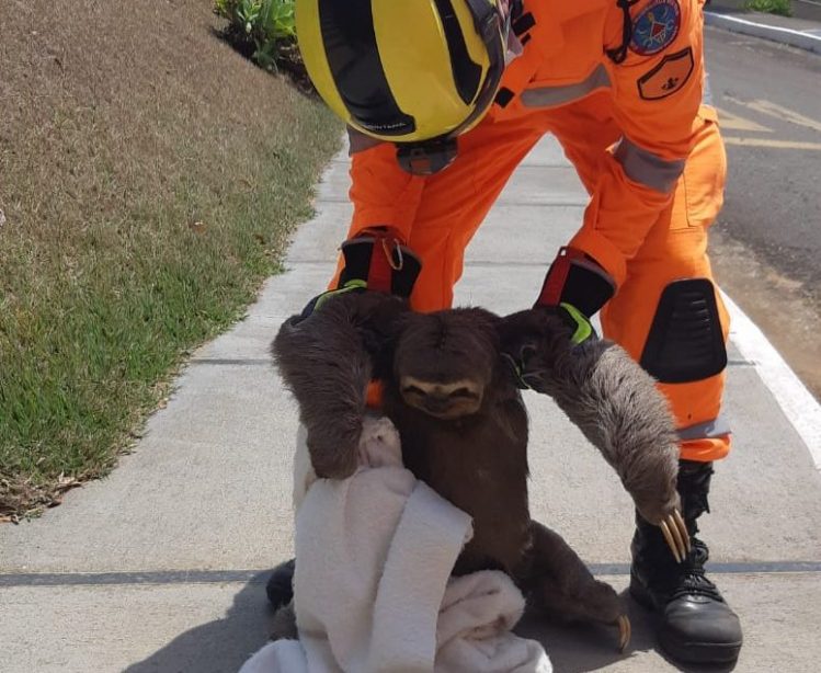 Bombeiros resgatam bicho-preguiça em condomínio no interior de Minas
