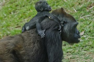 Zoológico de BH tem novo sistema de agendamento e aquário será reaberto