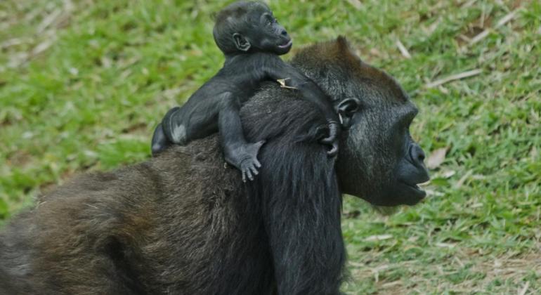 Zoológico de BH tem novo sistema de agendamento e aquário será reaberto