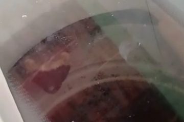 Dois furões são encontrados dentro de máquina de lavar na Grande BH